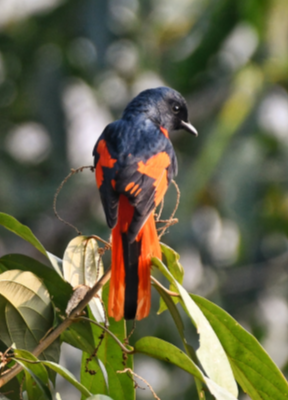 Scarlet Minivet